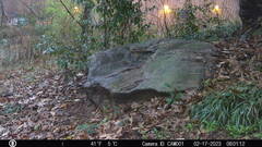 Sciurus carolinensis