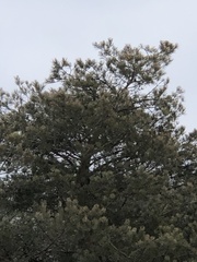 Pinus banksiana