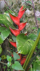 Heliconia bihai