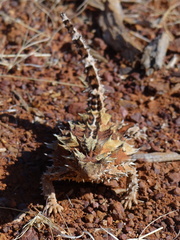 Moloch horridus