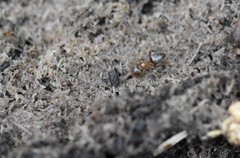 Lasius
