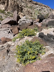 Coulterella capitata