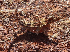 Moloch horridus