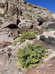 Coulterella capitata