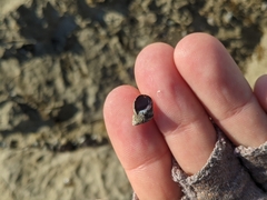 Echinolittorina punctata