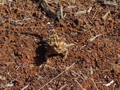 Moloch horridus