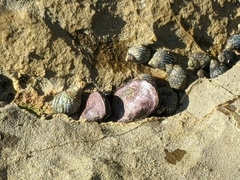 Echinolittorina punctata