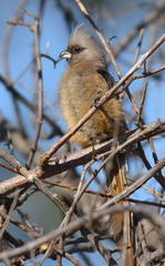 Colius striatus integralis