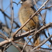 Lowveld Speckled Mousebird - Photo (c) copper, some rights reserved (CC BY-NC), uploaded by copper