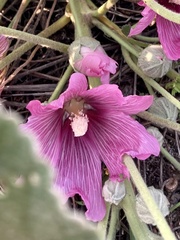 Alcea acaulis