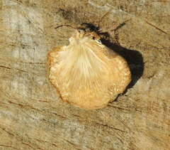 Pleurotus calyptratus