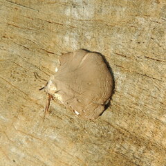 Pleurotus calyptratus