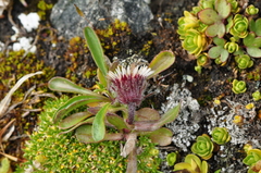 Erigeron uniflorus