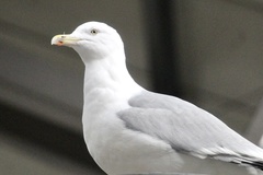 Larus argentatus