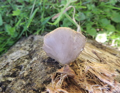 Pleurotus calyptratus