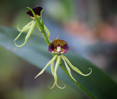 Prosthechea cochleata