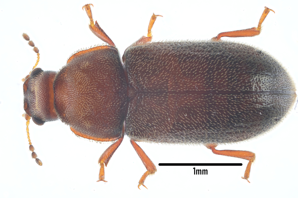 Cis villosulus