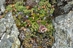 Erigeron uniflorus