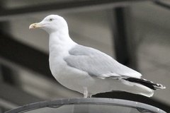 Larus argentatus