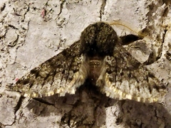 Apocheima hispidaria