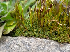 Tortula subulata