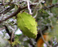 Gonolobus grandiflorus