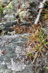 Luzula spicata
