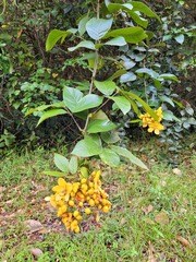 Senna latifolia