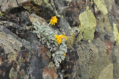 Jacobaea insubrica