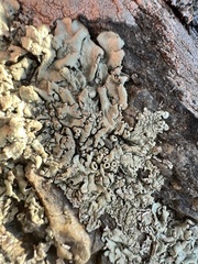 Xanthoparmelia conspersa