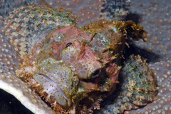 Scorpaenopsis