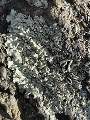 Xanthoparmelia conspersa
