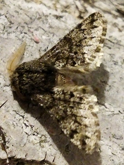 Apocheima hispidaria