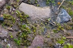 Acaulon