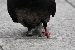 Columba livia domestica