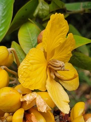 Senna latifolia