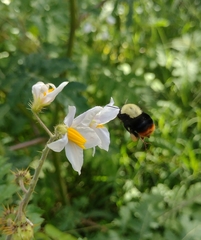 Bombus bellicosus