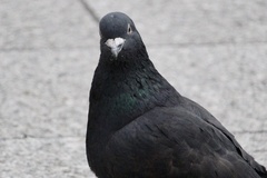 Columba livia domestica