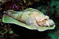 Scorpaenopsis