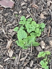 Lamium purpureum
