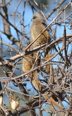 Colius striatus integralis