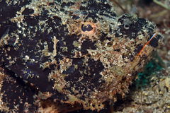 Scorpaenopsis