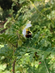 Bombus bellicosus