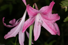 Hippeastrum reticulatum