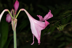Hippeastrum reticulatum