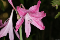 Hippeastrum reticulatum