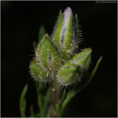 Gilia