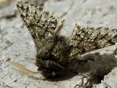 Apocheima hispidaria