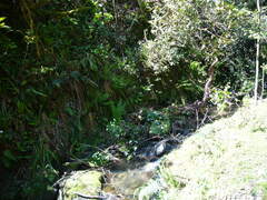 Asplenium scolopendrium