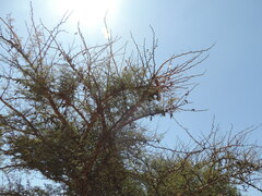 Vachellia abyssinica